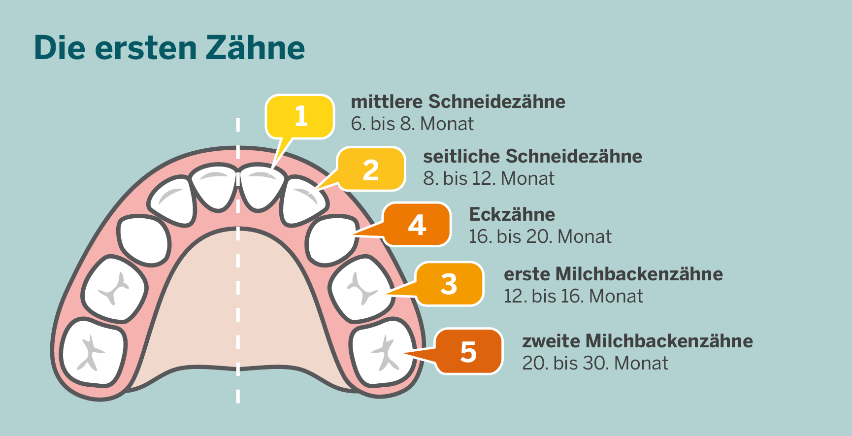 Die Abbildung zeigt ersten Zähnen eines Kindes mit dem Zeitraum, in dem die Zähne in der Regel durchbrechen. Nach den mittleren Schneidezähnen, die zwischen dem 6. und 8. Monat kommen, zeigen sich die seitlichen Schneidezähne zwischen dem 8. und dem 12. Monat. Zwischen dem 12. und 16. Monat kommen die ersten Milchbackenzähne bevor zwischen dem 16. und dem 20. Monat die Eckzähne folgen. Zwischen dem 20. und dem 30. Monat erfolgt der Durchbruch der zweiten Milchbackenzähne.